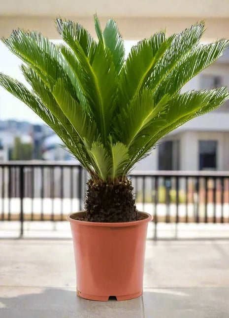 Cycas Revoluta &#8220;Sago Palm&#8221; 60-80cm in White Ceramic Pot