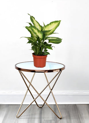 Dieffenbachia &#8216;Camilla&#8217; Dumb Cane Plant