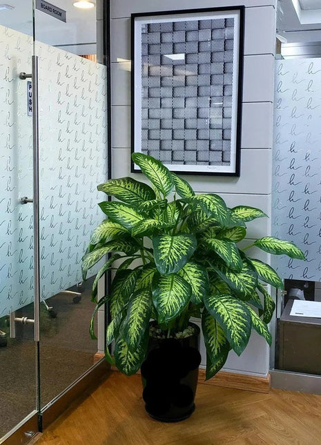 Office Dieffenbachia seguine Or Tropic Snow in Black Ceramic Pot XL