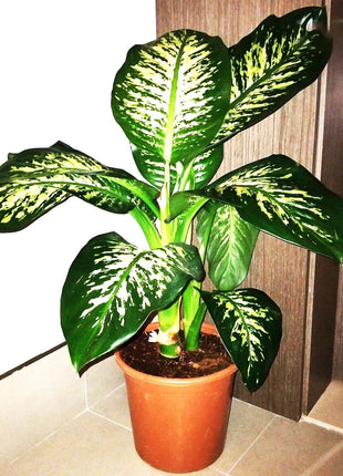 Dieffenbachia seguine Or Tropic Snow
