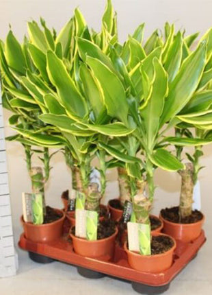Dracaena Fragrans  &#8220;Golden Coast&#8221;