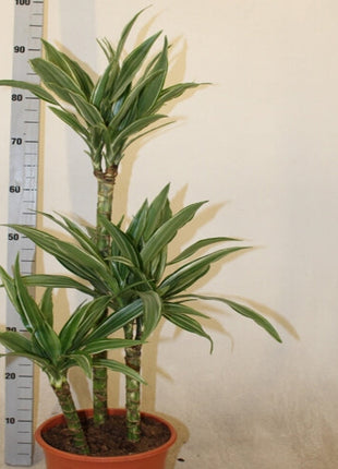 Dracaena Fragrans Deremensis &#8220;Warneckei&#8221;