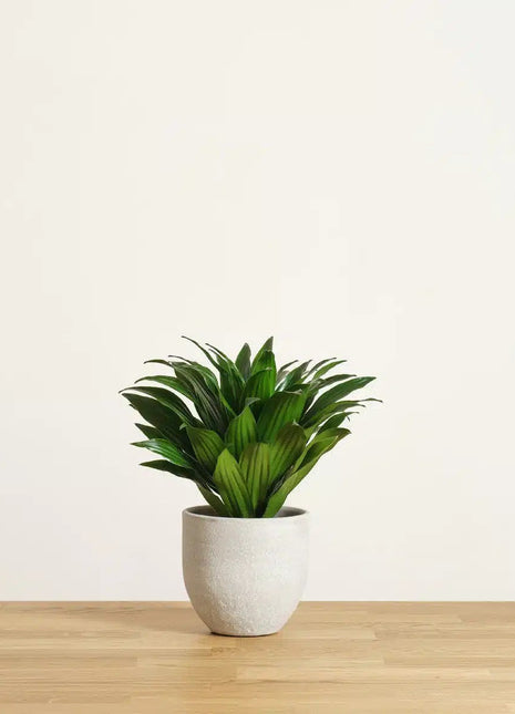 Dracaena Compacta Small