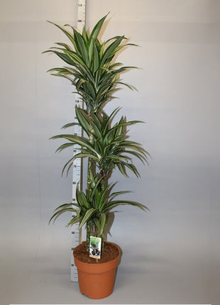 Dracaena fragrans deremensis &#8220;Ulises&#8221;