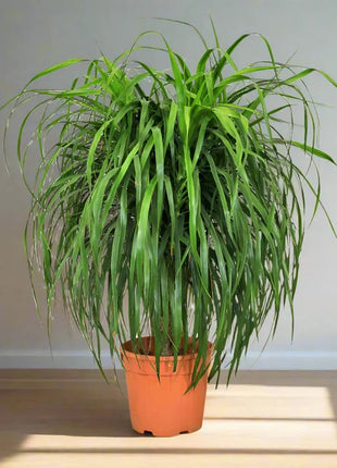 https://i0.wp.com/www.greensouq.ae/wp-content/uploads/2018/02/dracena-draco-greensouq.webp?fit=900%2C900&ssl=1