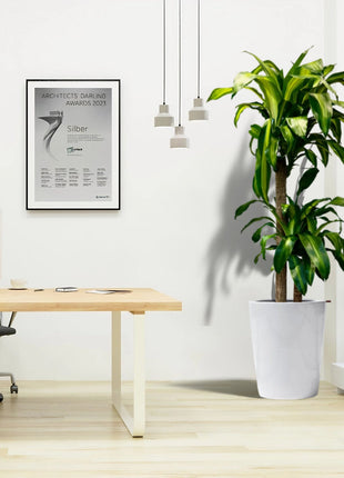 Dracaena fragrans Office Plant