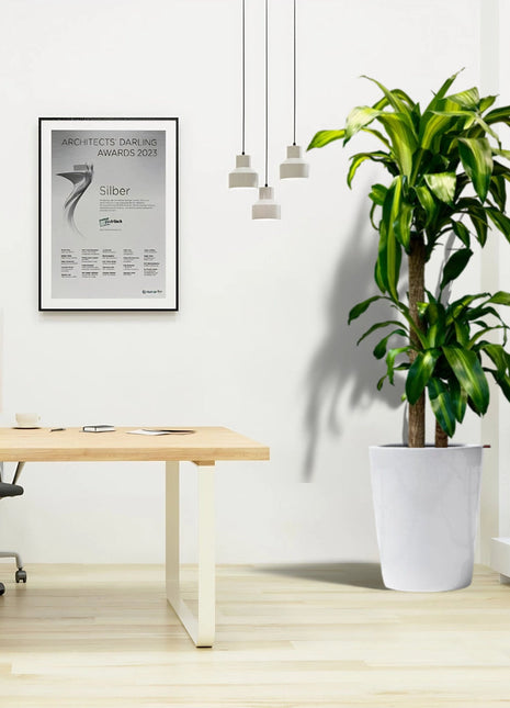 Dracaena fragrans Office Plant