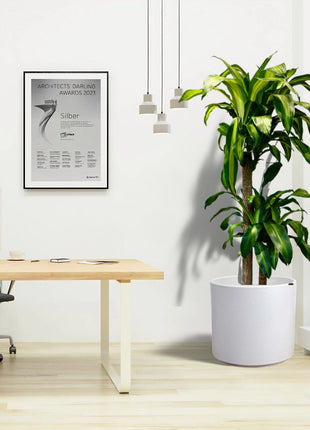 Dracaena fragrans Office Plant
