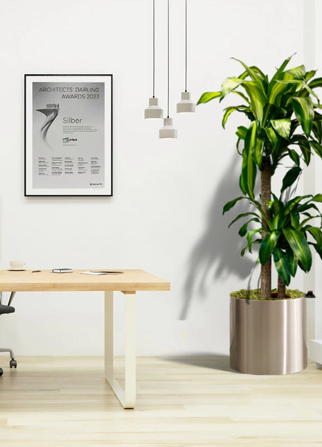 Dracaena fragrans Office Plant