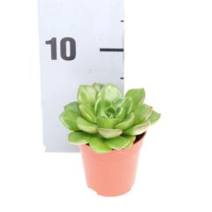 Echeveria Succulent