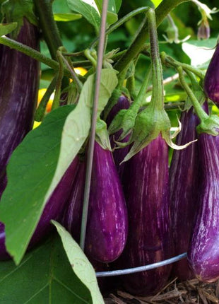 Purple Eggplant Agrimax Seeds