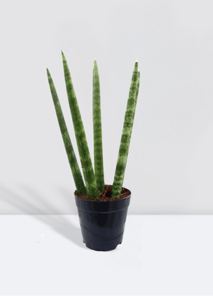 Sansevieria Desertii &#8220;Sansevieria Cylindrica Skyline