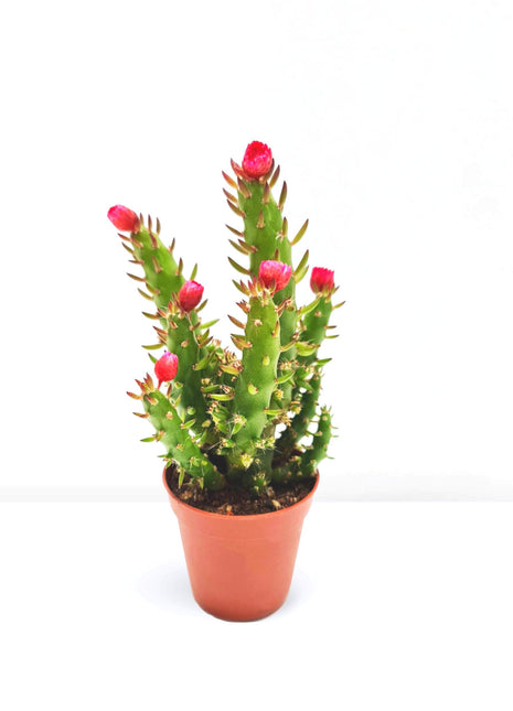 Eve&#8217;s pin Cactus | Opuntia Subulata Indoor 5-8cm