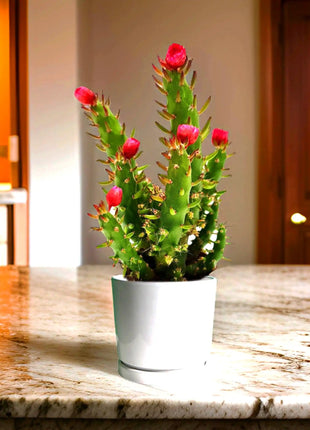 Eve&#8217;s pin Cactus | Opuntia Subulata Indoor 5-8cm
