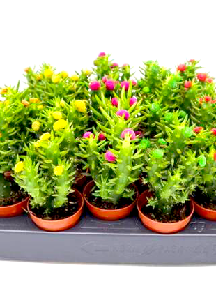 Eve&#8217;s pin Cactus | Opuntia Subulata Indoor 5-8cm