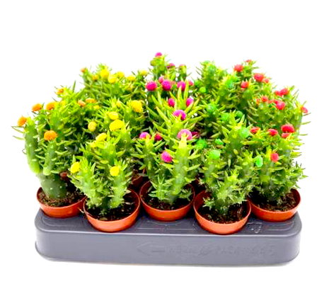 Eve&#8217;s pin Cactus | Opuntia Subulata Indoor 5-8cm