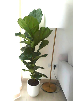 Ficus Lyrata or Fiddle Leaf Fig