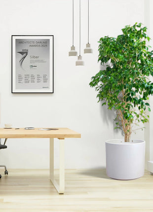 Ficus Benjamina &#8216;Danielle&#8217; Holland office Plant