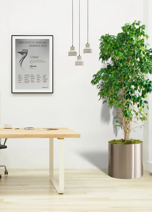 Ficus Benjamina &#8216;Danielle&#8217; Holland office Plant