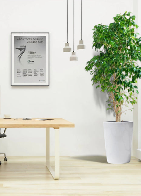 Ficus Benjamina &#8216;Danielle&#8217; Holland office Plant