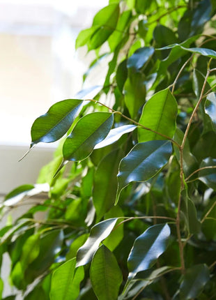Ficus Benjamina &#8216;Danielle&#8217; Holland