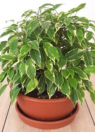 Ficus Benjamina Or Kinky