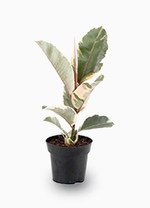 Ficus Elastica Tineke | Rubber Plant Variegated
