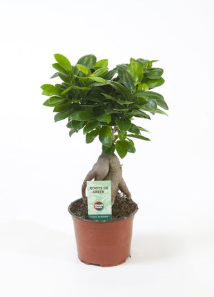 Ficus Ginseng Bonsai 25 – 30cm