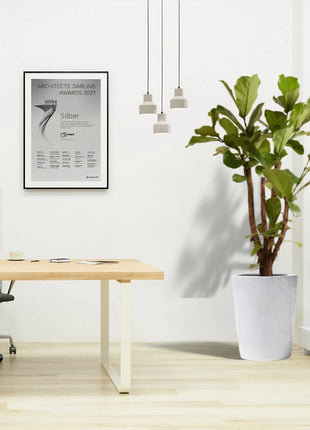 Ficus Lyrata Branched &#8220;Fiddle Leaf Fig&#8221; 1.2-1.5m