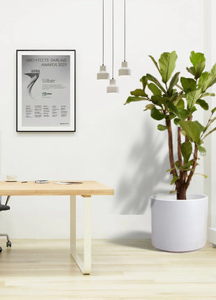 Ficus Lyrata Branched &#8220;Fiddle Leaf Fig&#8221; 1.2-1.5m