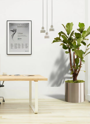 Ficus Lyrata Branched &#8220;Fiddle Leaf Fig&#8221; 1.2-1.5m