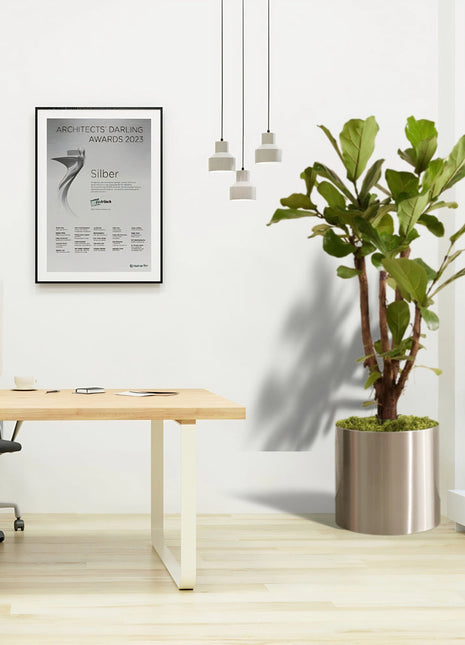 Ficus Lyrata Branched &#8220;Fiddle Leaf Fig&#8221; 1.2-1.5m