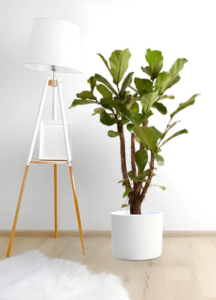 Ficus Lyrata Branched &#8220;Fiddle Leaf Fig&#8221; 1.2-1.5m