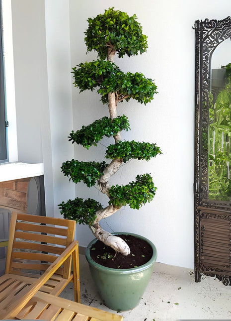 Ficus &#8220;S&#8221; Bonsai XL 1.8-2.0m