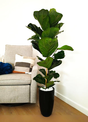 Ficus Lyrata &#8220;Fiddle Leaf Fig&#8221; 1.0-1.3m in Black Ceramic Pot