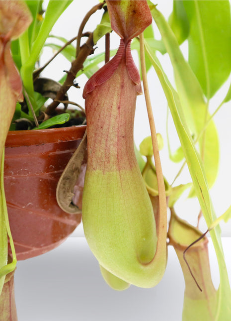 Nepenthes or Monkey Jar