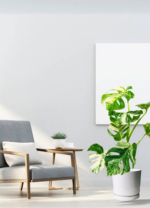 Variegated Monstera  Deliciosa Thai Constellation | 70-90cm