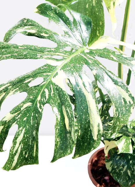Variegated Monstera  Deliciosa Thai Constellation | 70-90cm