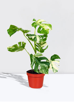 Variegated Monstera  Deliciosa Thai Constellation | 70-90cm