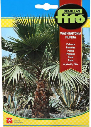 California Fan Palm &#8211; Fito Seeds