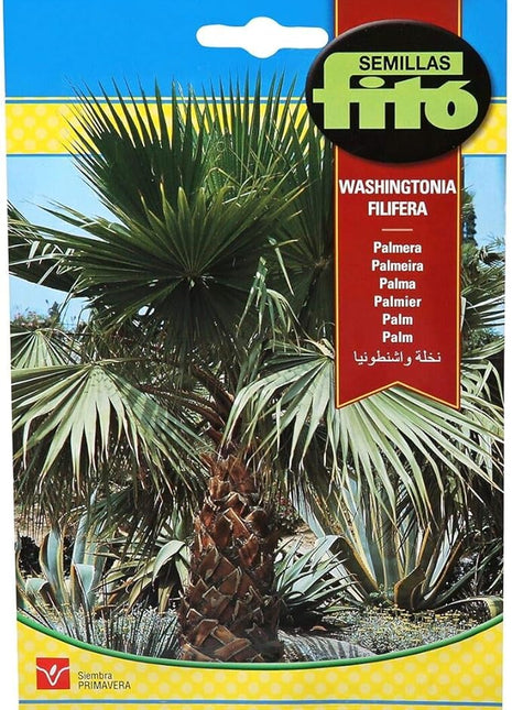California Fan Palm &#8211; Fito Seeds