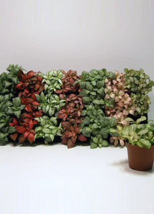 Fittonia, Nerve or Mosaic Plant 5-10cm Spread
