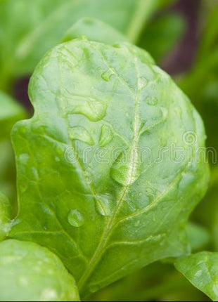 Spinach agrimax seeds