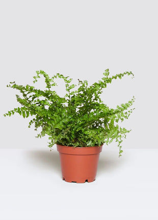 Nephrolepis exaltata &#8220;Green Lady&#8221;, Boston Fern or Sword Fern