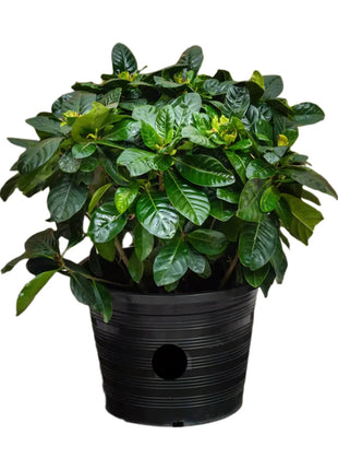 https://i0.wp.com/www.greensouq.ae/wp-content/uploads/2018/10/gardenia-outdoor.jpg?fit=1000%2C1000&ssl=1