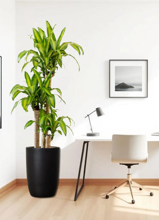 Dracaena Fragrans  &#8220;Massangeana&#8221; in Black Ceramic Pot