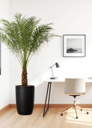 Money Plant, Epipremnum Aureum Mosstok كرمة المال in Black Ceramic Pot 100-120cm