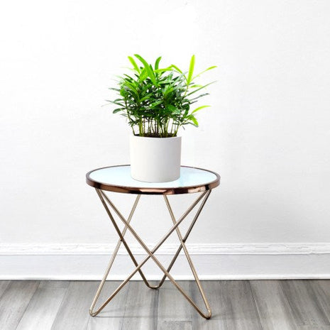 The Rich Olea Europea plant- The Beauty of Olive Tree.