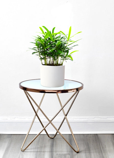 Conocarpus Plant  indoor– 30cm Height