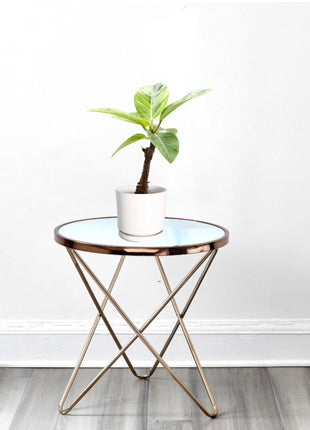 Ficus Variegated &#8211; 30cm